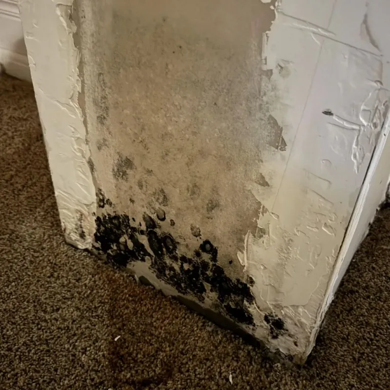 Professional Mold Removal in Perry County, KY